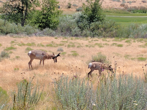 Golf Club «Wolf Run Golf Club», reviews and photos, 1400 Wolf Run Rd, Reno, NV 89511, USA