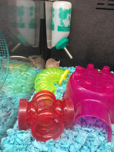 Pet Supply Store «PetSmart», reviews and photos, 9342 WI-16, Onalaska, WI 54650, USA