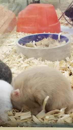 Pet Supply Store «Pet Supermarket», reviews and photos, 1020 S Ponce De Leon Blvd, St Augustine, FL 32086, USA