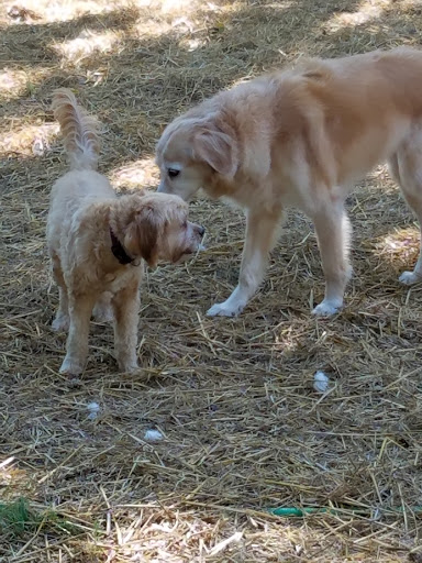 Pet Groomer «Tidy Dog Pet Supply & Salon», reviews and photos, 2612 Lebanon Pike A, Nashville, TN 37214, USA