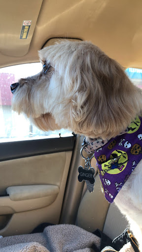 Pet Groomer «Blue Ribbon Dog Grooming LLC Anderson», reviews and photos, 5038 S Scatterfield Rd, Anderson, IN 46013, USA