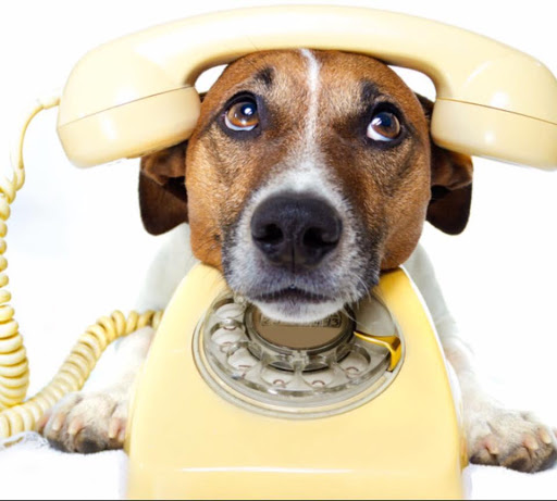 Pet Groomer «Woof Gang Bakery Rockwall», reviews and photos, 832 Steger Towne Rd, Rockwall, TX 75032, USA