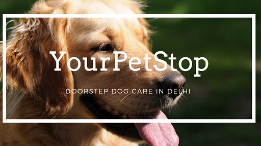Pet Grooming At Home In Delhi NCR - YourPetStop