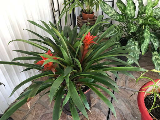 Country Club «Country Club of Miami», reviews and photos, 6801 NW 186th St, Hialeah, FL 33015, USA