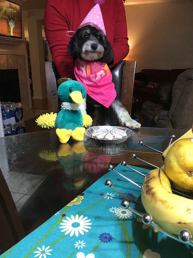 Pet Store «PetSmart», reviews and photos, 6545 North Grand Parkway West Suite 104, Spring, TX 77389, USA