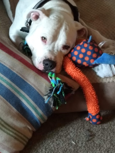 Pet Supply Store «PetSmart», reviews and photos, 2435 Prairie Center Pkwy, Brighton, CO 80601, USA