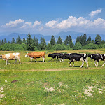 Photo n°10 de l'avis de Davide.i fait le 30/07/2023 à 06:21 sur le  Albergo Ristorante Forte Cherle à Folgaria