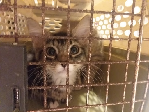 Pet Supply Store «Petsense Foley», reviews and photos, 2139 S McKenzie St, Foley, AL 36535, USA