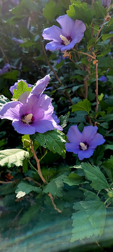 Park «Gabe Nesbitt Community Park», reviews and photos, 7001 Eldorado Pkwy, McKinney, TX 75070, USA