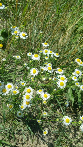 Museum «Mashpee Wampanoag Indian Museum», reviews and photos, 414 Main St, Mashpee, MA 02649, USA