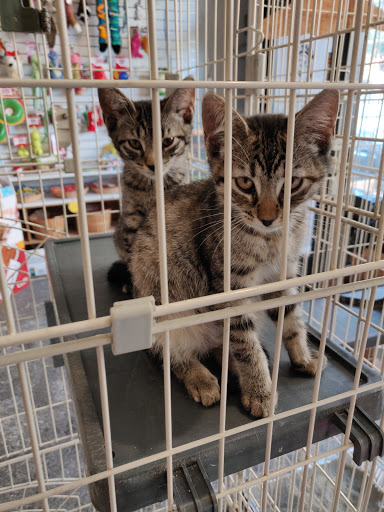 Pet Store «Bushy Tails», reviews and photos, 1087 Flushing Ave, Brooklyn, NY 11237, USA