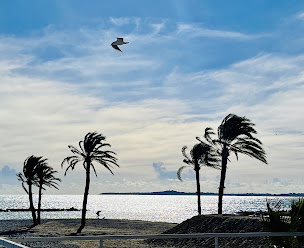Photo n°67 de TORTOLA à Saint-Laurent-du-Var ()
