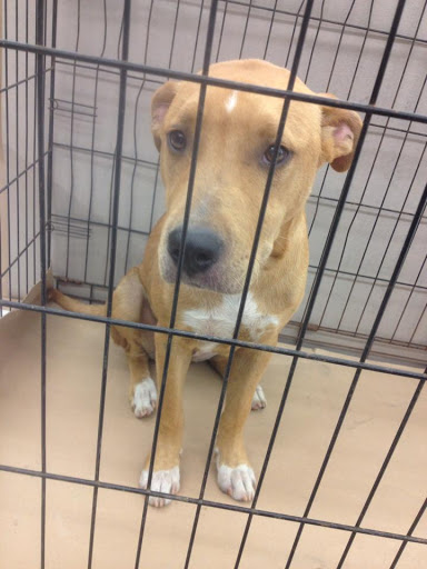 Pet Supply Store «J-B Pet Supplies - Hawthorne», reviews and photos, 289 Wagaraw Rd, Hawthorne, NJ 07506, USA