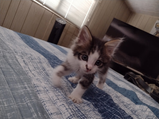 Pet Supply Store «Petco Animal Supplies», reviews and photos, 1835 E Guadalupe Rd #112, Tempe, AZ 85283, USA