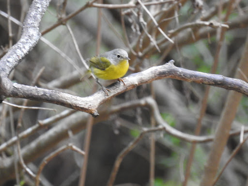 Nature Preserve «Warbler Woods», reviews and photos, 19349 Old Wiederstein Rd, Cibolo, TX 78108, USA