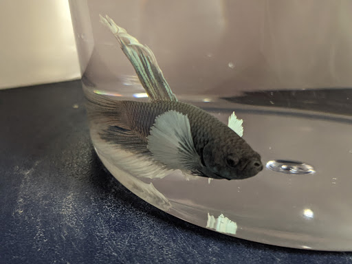 Pet Supply Store «Petco Animal Supplies», reviews and photos, 4915 E 41st St C, Tulsa, OK 74135, USA