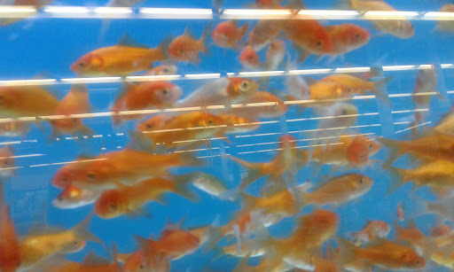 Pet Supply Store «Petco Animal Supplies», reviews and photos, 3430 W State St, Grand Island, NE 68803, USA