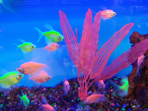 Pet Supply Store «Petco Animal Supplies», reviews and photos, 911 N Stratford Rd c, Moses Lake, WA 98837, USA