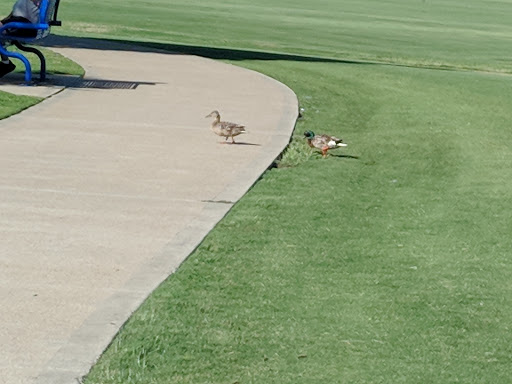 City Park «Celebration Park», reviews and photos, 701 Angel Pkwy, Allen, TX 75002, USA