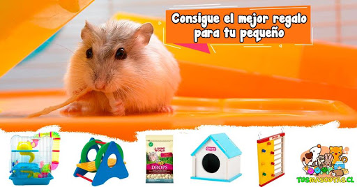 Places to buy a hamster in Santiago de Chile
