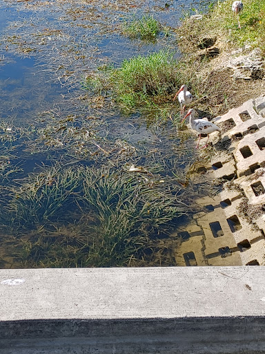 Nature Preserve «Snake Warrior Island Natural Area», reviews and photos, 3600 SW 62nd Ave, Miramar, FL 33023, USA