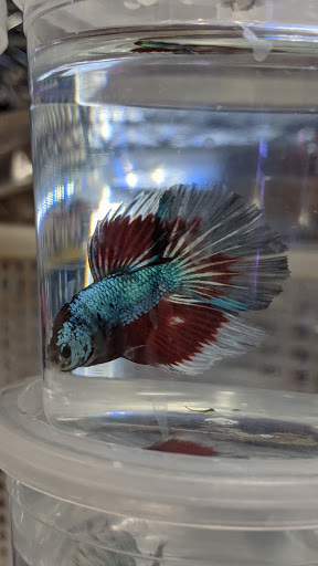 Pet Store «D D Fish & Pets», reviews and photos, 2413 S Fairview St, Santa Ana, CA 92704, USA