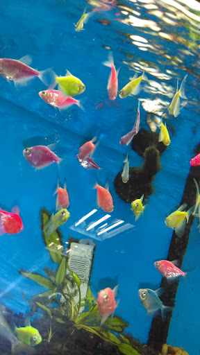 Pet Supply Store «Pet Supermarket», reviews and photos, 2924 13th St, St Cloud, FL 34769, USA