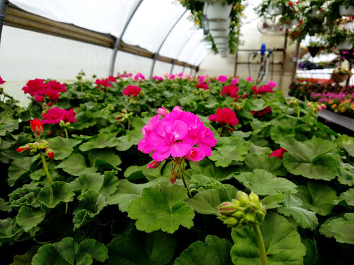 Florist «Colonial Flower Shoppe», reviews and photos, 611 Main St, Somers, CT 06071, USA