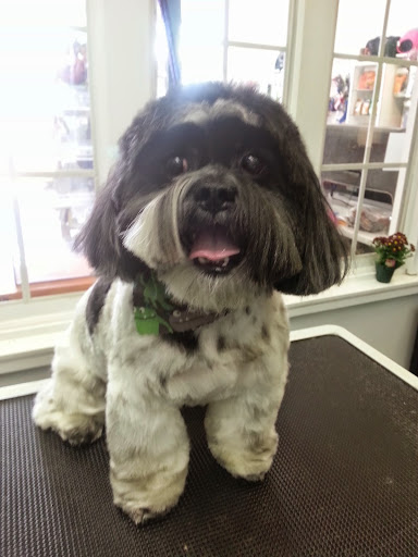 Pet Store «Canine Carousel», reviews and photos, 43135 Broadlands Center Plaza #129, Ashburn, VA 20148, USA