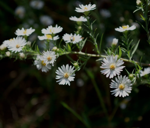Funeral Home «George G Fitzpatrick Funeral», reviews and photos, 1500 Old York Rd, Abington, PA 19001, USA