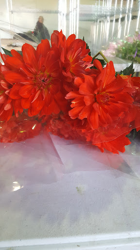 Florist «Botanica Wholesale Florist», reviews and photos, 3208 International Pl, Irving, TX 75062, USA