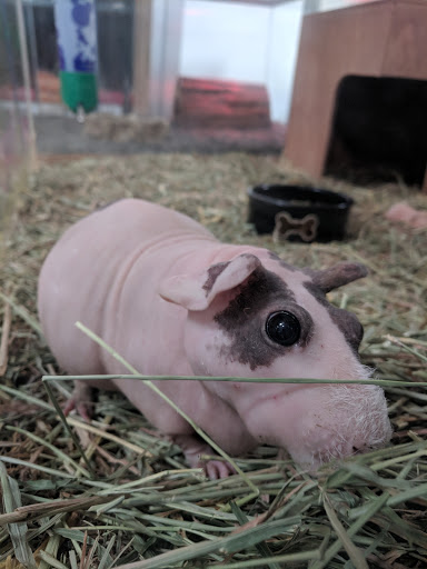 Pet Supply Store «Creative Pet Supply», reviews and photos, 305 N Harbor Blvd, San Pedro, CA 90731, USA