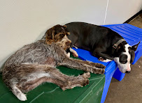 Woof Park Lodge - Photo 8 - Car repair in Rock Hill, SC, Rock Hill