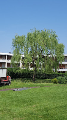 Alticia Elagage à Richeville