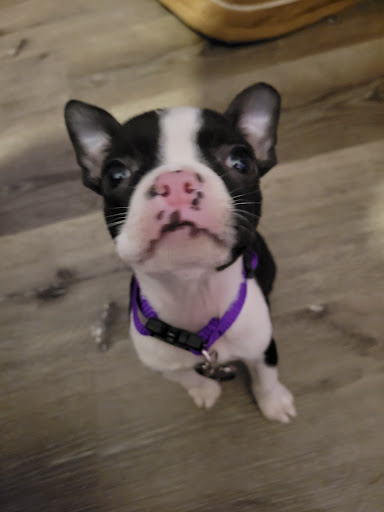 Pet Store «Yuppy Puppy Pet Shop», reviews and photos, 292 Frantz Rd, Stroudsburg, PA 18360, USA