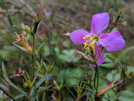 Park «Lake Rogers Park», reviews and photos, 9010 N Mobley Rd, Odessa, FL 33556, USA