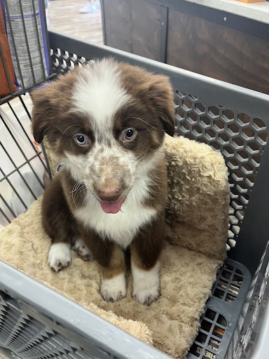 Pet Supply Store «Petland Dallas», reviews and photos, 11909 Preston Rd, Dallas, TX 75230, USA