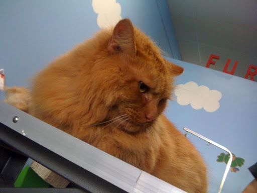 Pet Groomer «Furry Tails Pet Grooming», reviews and photos, 865 Cypress Pkwy, Poinciana, FL 34759, USA