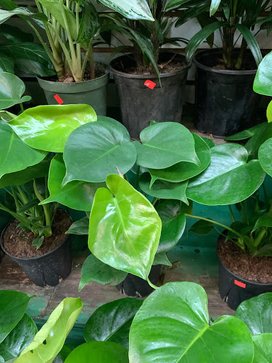 Florist «World of Flowers», reviews and photos, 971 Manhattan Ave, Brooklyn, NY 11222, USA