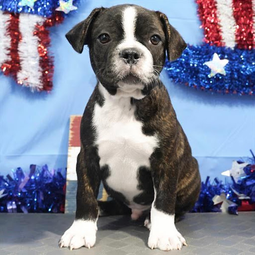 Pet Store «Pet Planet», reviews and photos, 11968 S Redwood Rd, Riverton, UT 84065, USA