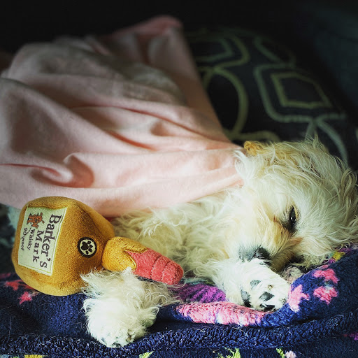 Pet Supply Store «Natural Pawz - West University», reviews and photos, 4032 Bellaire Blvd, Houston, TX 77025, USA