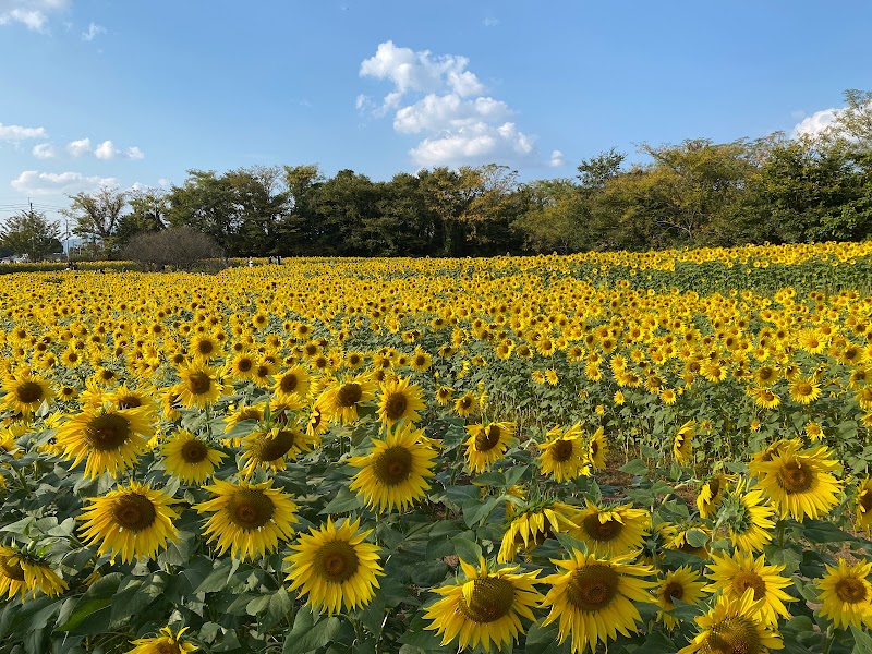 ゴッホひまわり園