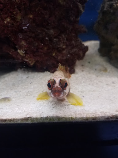 Pet Store «Birds & Beasts Pet Shop», reviews and photos, 35 Berkshire Dr # 18, Crystal Lake, IL 60014, USA