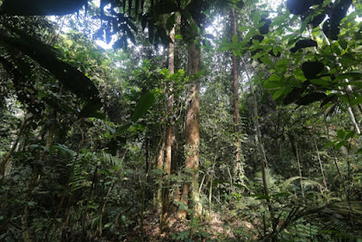 Hutan Simpan Kuala Langat Utara