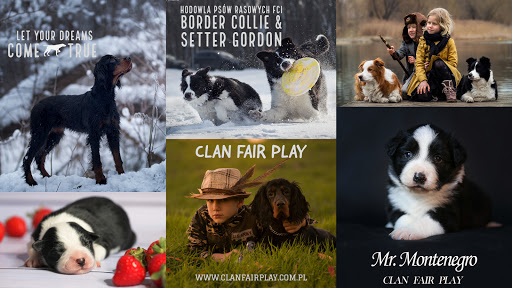 Hodowla Border Collie i Setter Gordon CLAN FAIR PLAY (FCI)