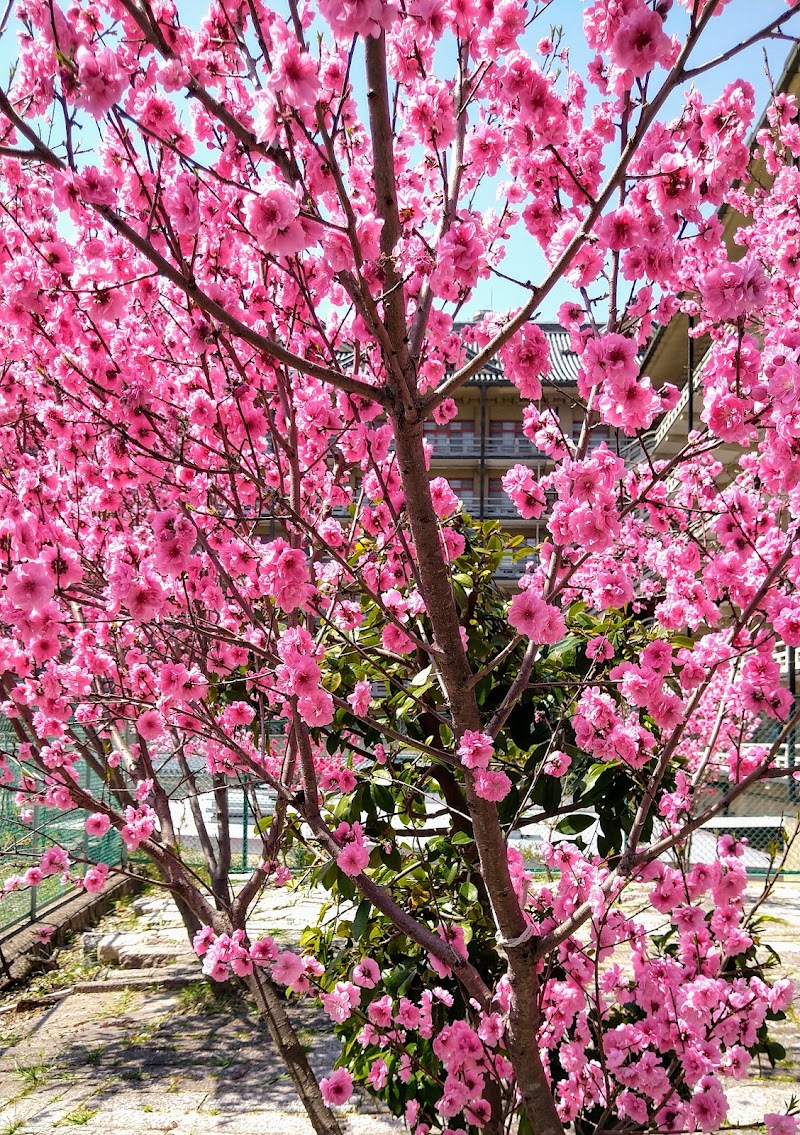 小さな桜の庭