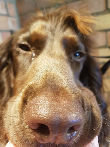 Reviews of LOKO PERRO DOG GROOMING SALON in Northampton - Dog trainer