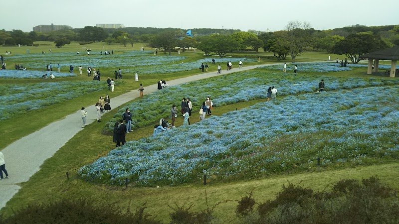海の中道海浜公園 花の丘 福岡県福岡市西戸崎 国の公園 グルコミ