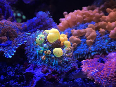 Bluewater Reef Aquatics, Inc. 1515 Ridgewood Ave B, Holly Hill, FL 32117