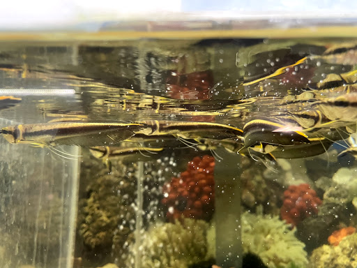 Pet Supply Store «Pet Zone Tropical Fish», reviews and photos, 4266 University Ave, San Diego, CA 92105, USA